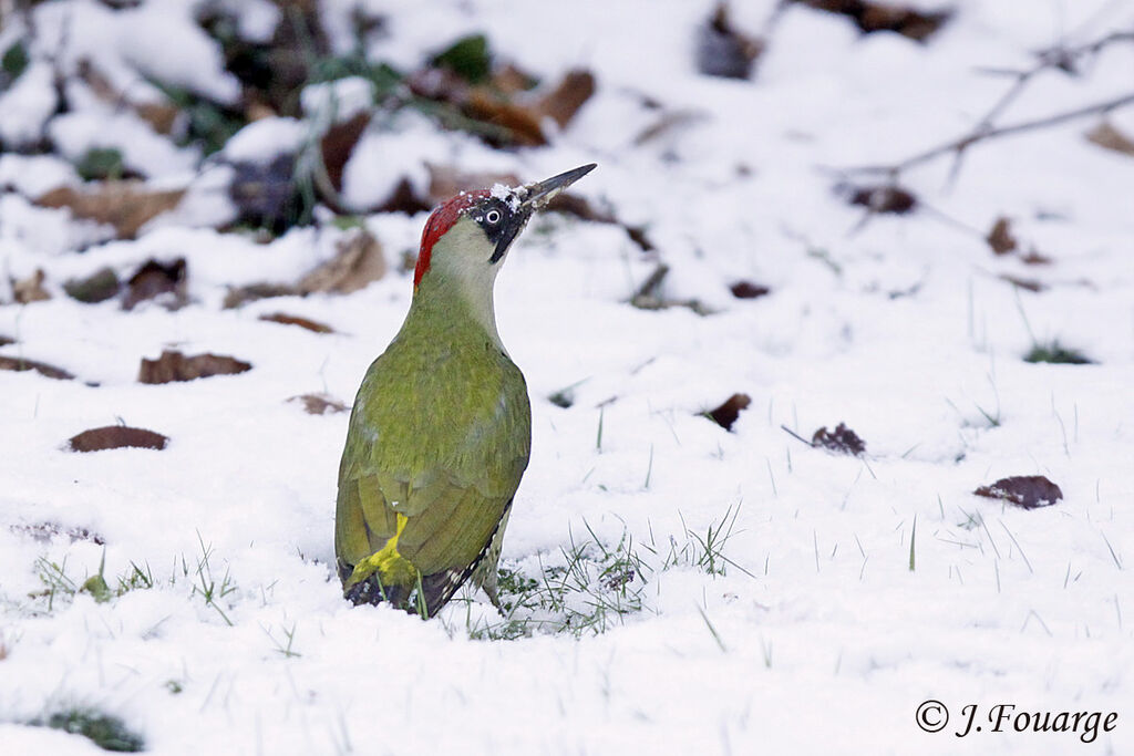 Pic vert femelle adulte, identification, régime, Comportement