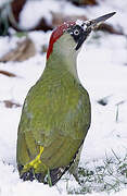 European Green Woodpecker