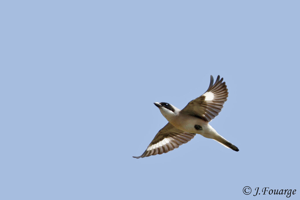 Lesser Grey Shrikeadult, identification, Flight, Behaviour