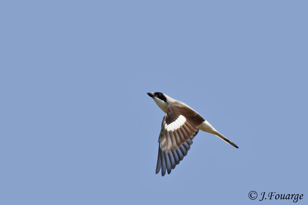 Lesser Grey Shrikeadult, Flight