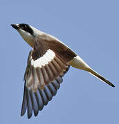 Lesser Grey Shrike