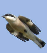 Lesser Grey Shrike