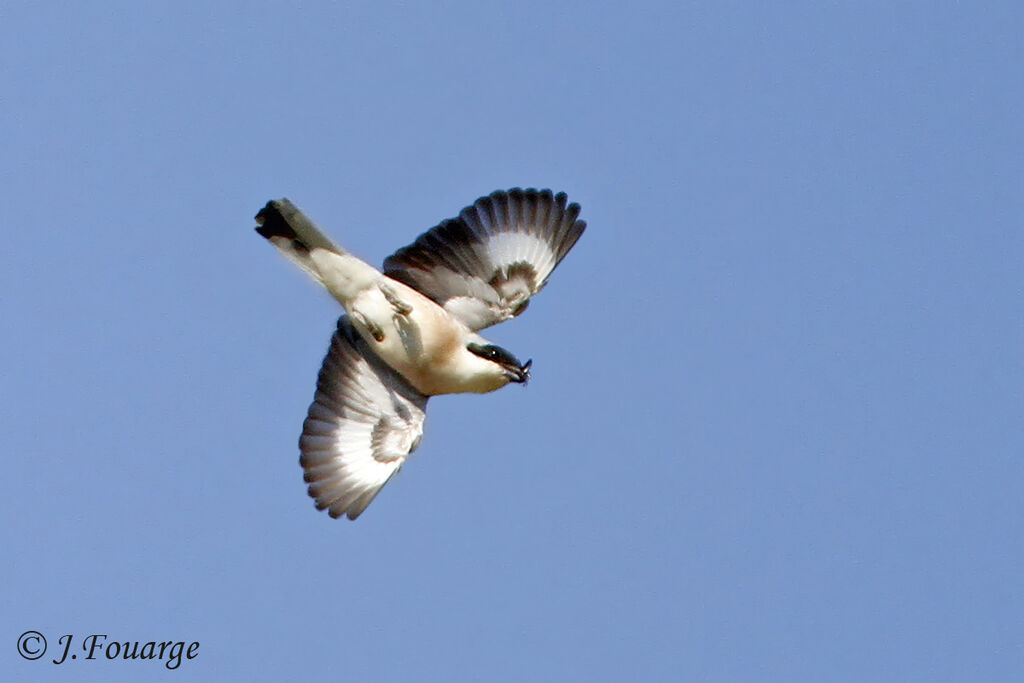 Lesser Grey Shrikeadult, identification, Flight, feeding habits, Behaviour