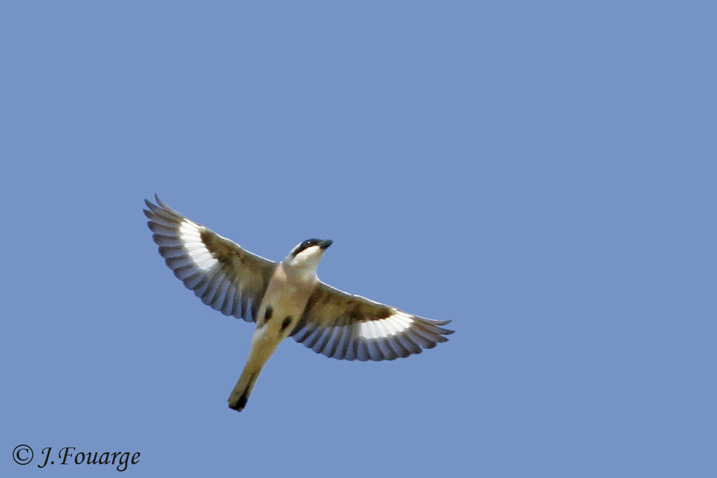 Lesser Grey Shrikeadult, Flight