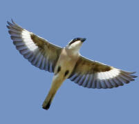 Lesser Grey Shrike