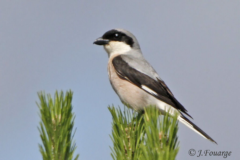 Lesser Grey Shrikeadult, identification, Behaviour