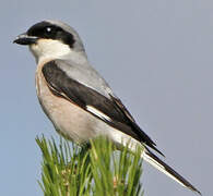 Lesser Grey Shrike