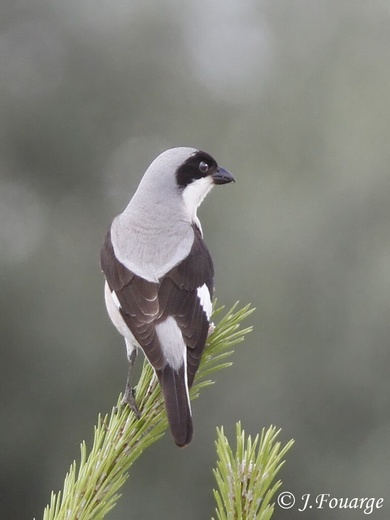 Lesser Grey Shrikeadult, identification