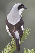 Lesser Grey Shrike