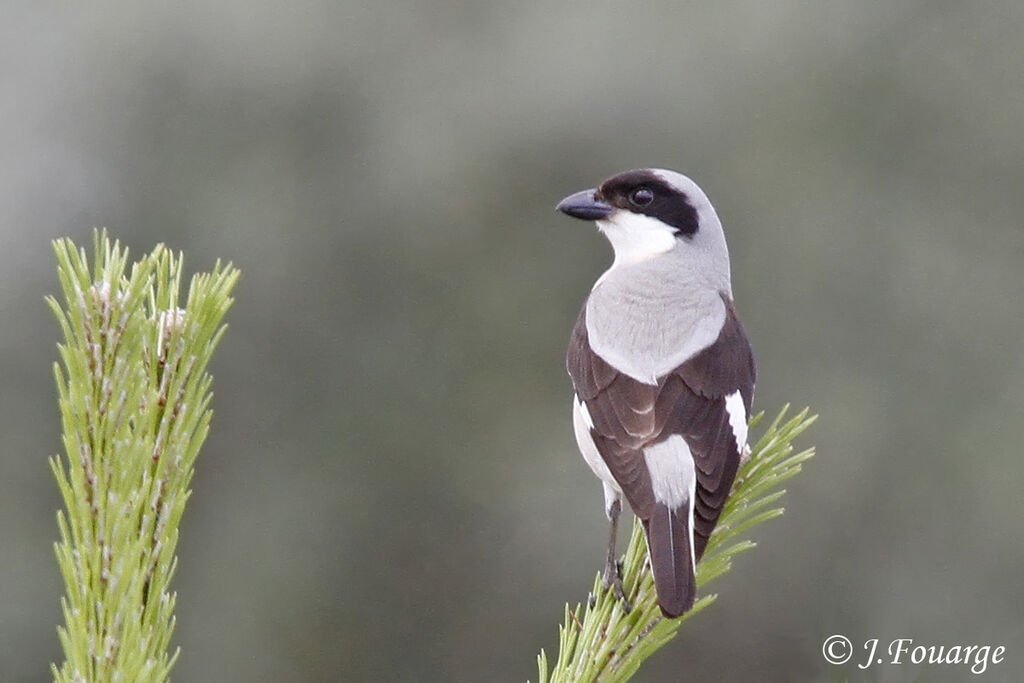 Lesser Grey Shrikeadult, identification