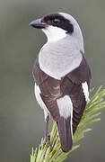 Lesser Grey Shrike