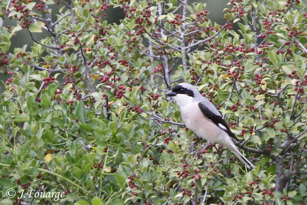 Pie-grièche à poitrine roseadulte, identification