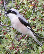 Lesser Grey Shrike