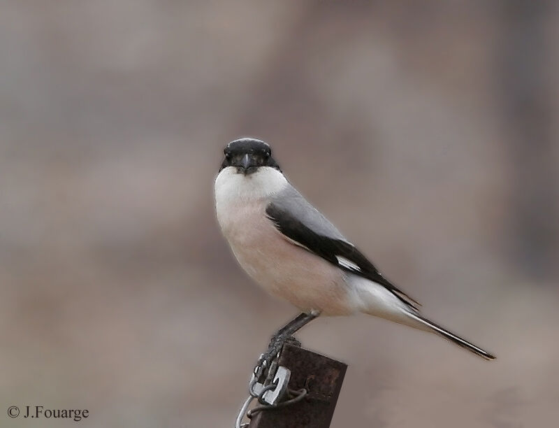 Lesser Grey Shrike