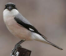 Lesser Grey Shrike