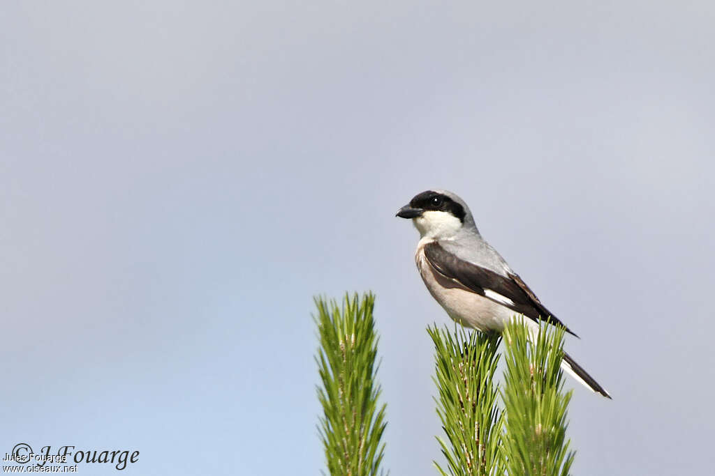 Lesser Grey Shrike male adult, pigmentation, Behaviour