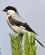 Lesser Grey Shrike