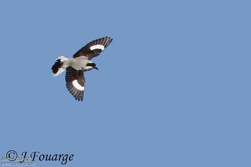 Lesser Grey Shrikeadult, pigmentation, Flight