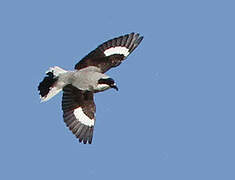 Lesser Grey Shrike