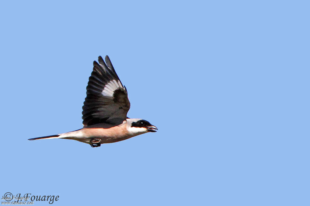 Lesser Grey Shrike male adult, Flight