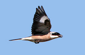 Lesser Grey Shrike