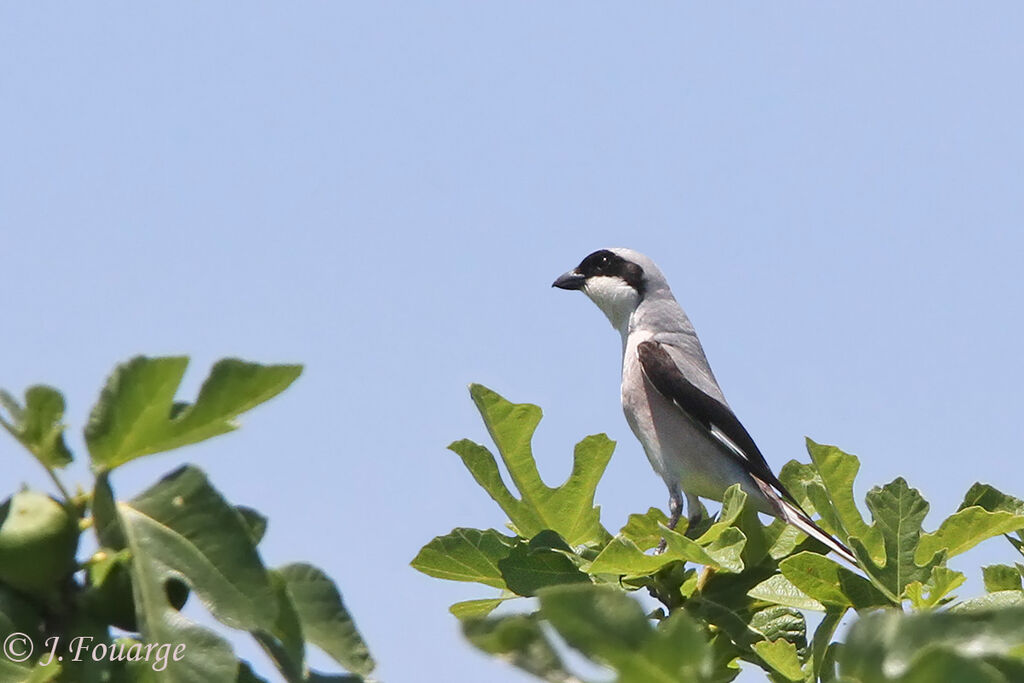 Lesser Grey Shrikeadult, identification