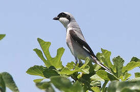 Lesser Grey Shrike