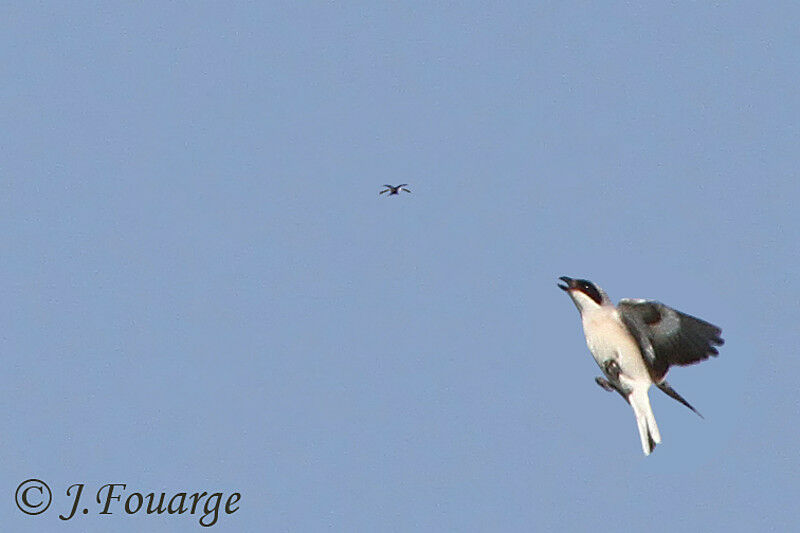 Lesser Grey Shrikeadult, identification, Flight, feeding habits, Behaviour