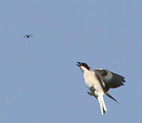 Lesser Grey Shrike