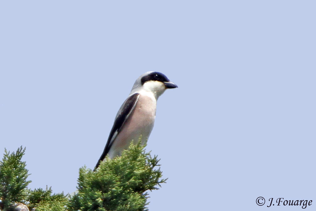 Lesser Grey Shrikeadult, identification