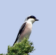 Lesser Grey Shrike