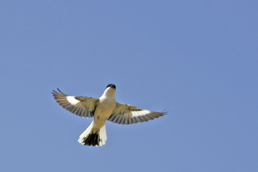 Lesser Grey Shrikeadult, Flight