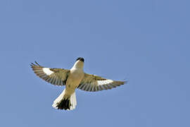 Lesser Grey Shrike