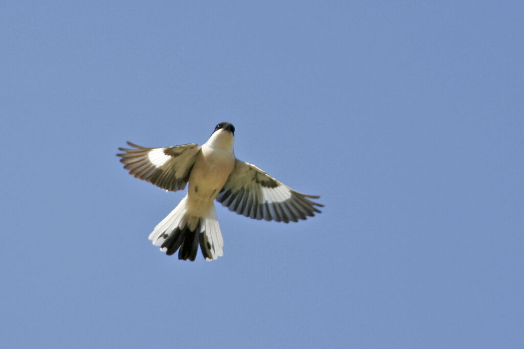 Lesser Grey Shrikeadult, Flight