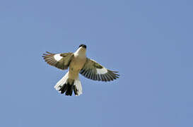 Lesser Grey Shrike