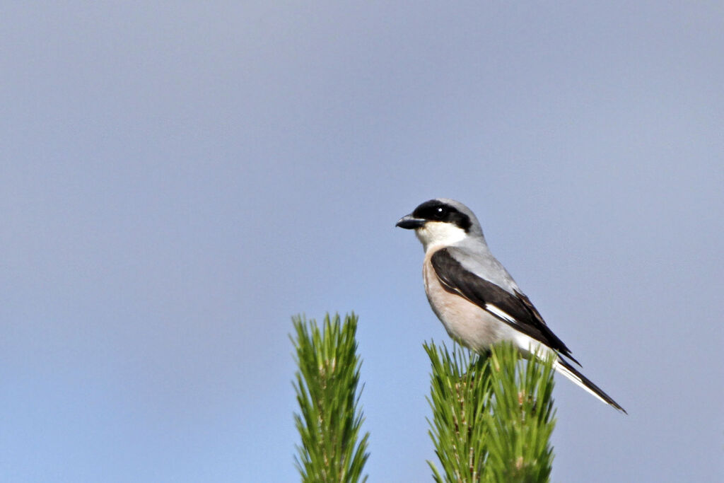 Lesser Grey Shrikeadult, identification, Behaviour