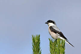 Lesser Grey Shrike