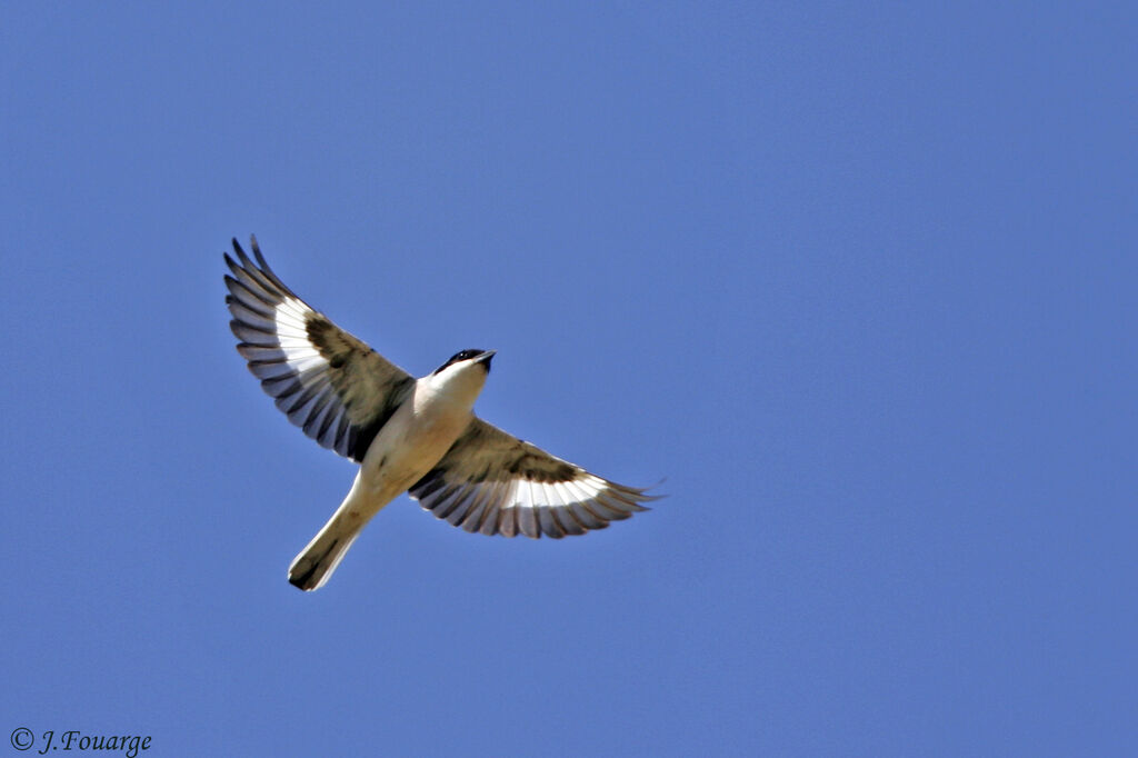 Lesser Grey Shrikeadult, Flight