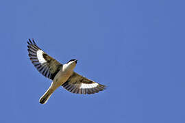 Lesser Grey Shrike