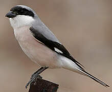 Lesser Grey Shrike