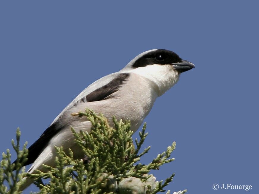 Lesser Grey Shrike