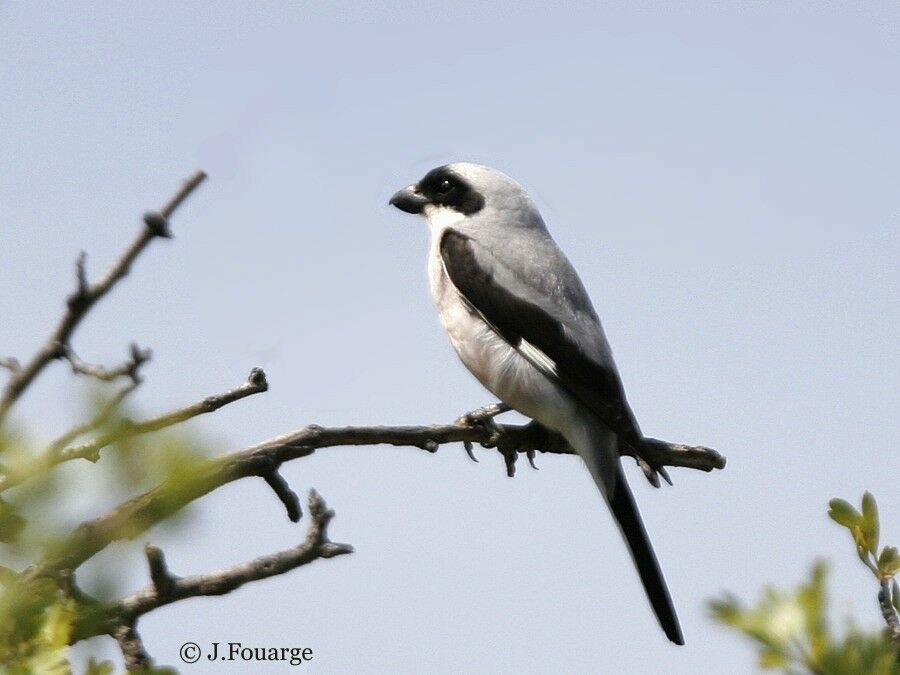 Lesser Grey Shrike