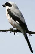 Lesser Grey Shrike