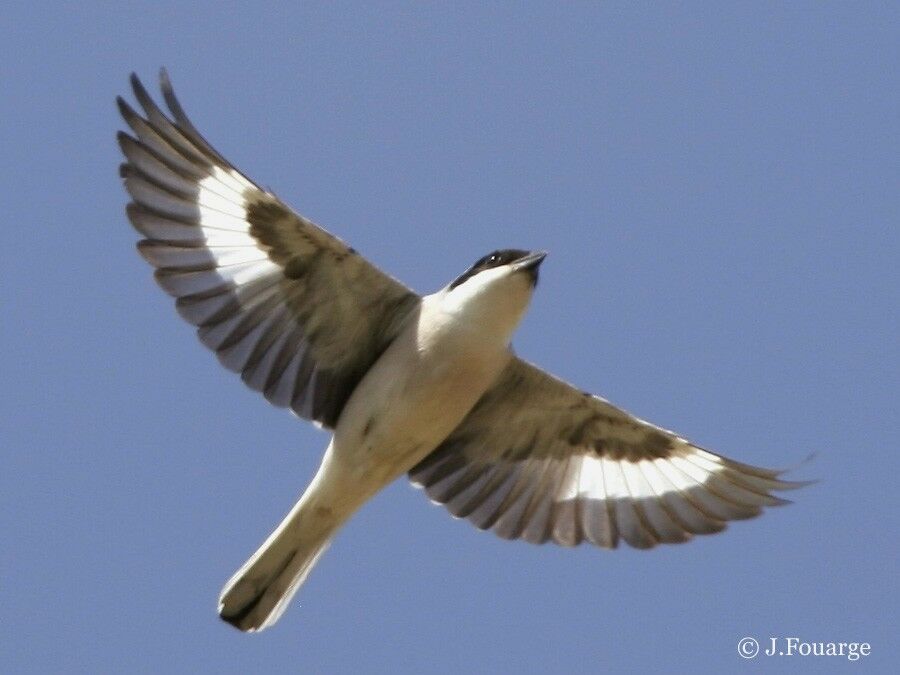 Lesser Grey Shrike