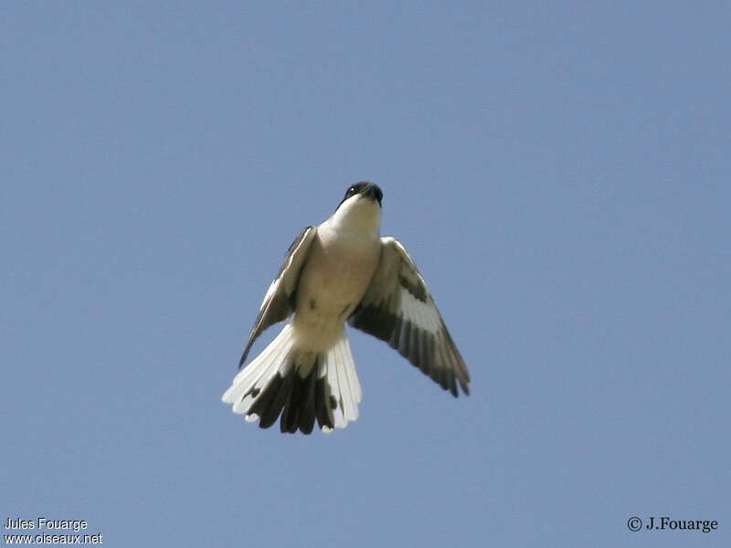 Lesser Grey Shrikeadult, Flight, courting display