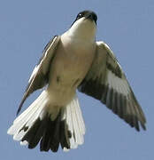 Lesser Grey Shrike