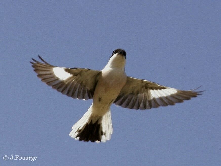 Lesser Grey Shrike