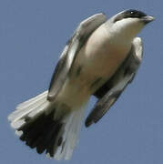 Lesser Grey Shrike