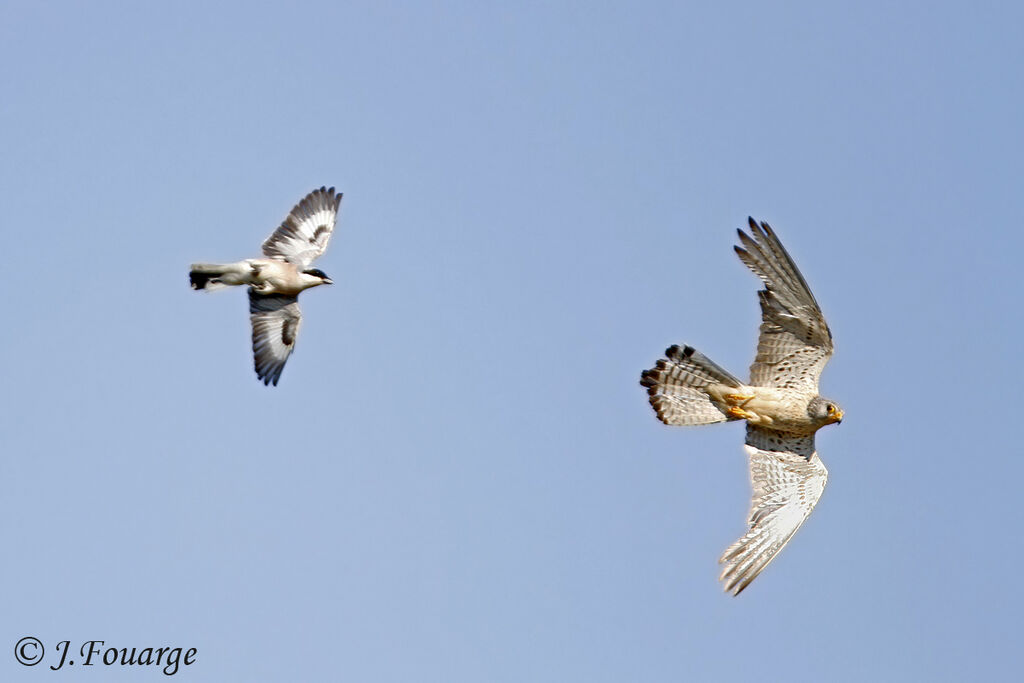 Lesser Grey Shrikeadult, identification, Flight, Behaviour