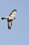 Lesser Grey Shrike